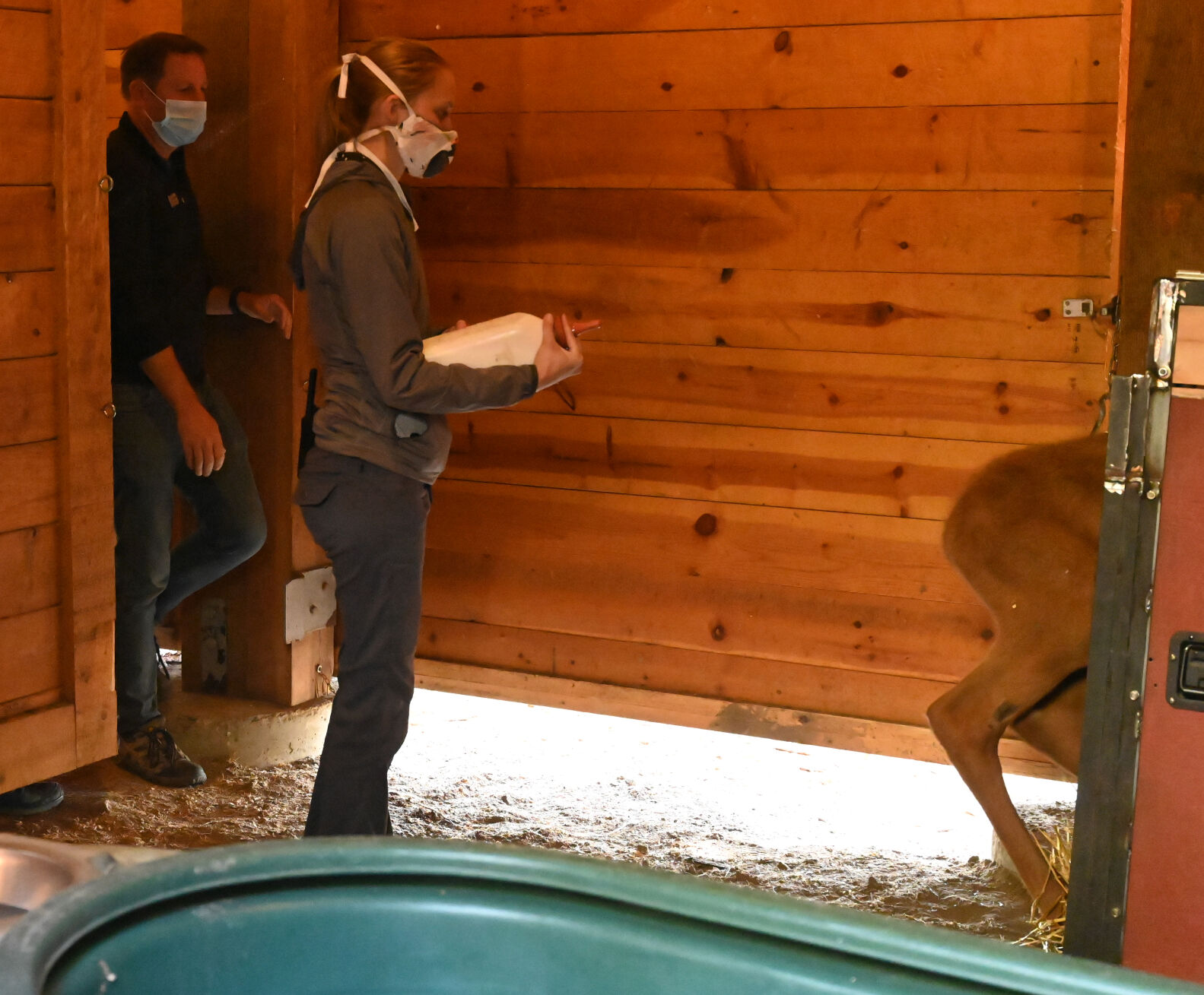 071620-news-moose 09.JPG